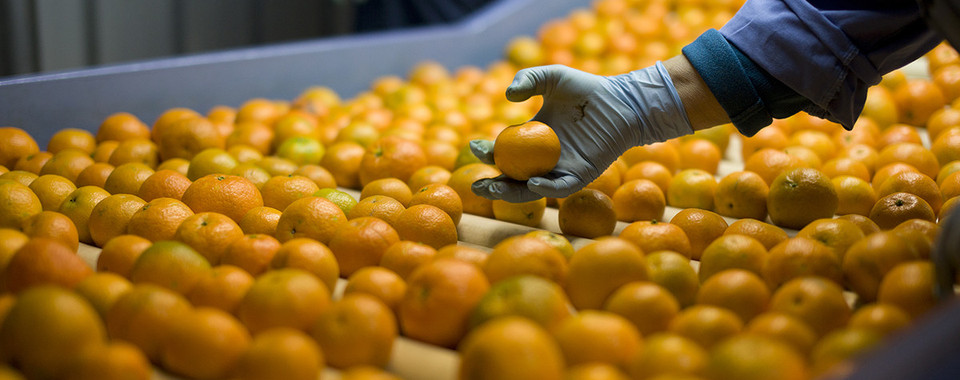 Sorting mandarins on a conveyor belt as a metaphor for Transaction Sanction Screening: RiskShield screens every transaction in real time, reduces false positives, and ensures compliance with EU, OFAC, and UN regulations